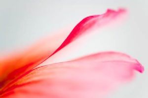 "Poppy #2"