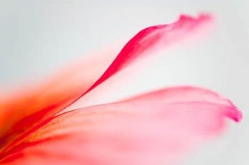 "Poppy #2"