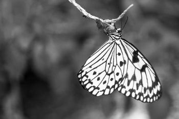 "Butterfly #38"