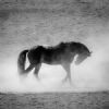 "Namib Wild Horse"