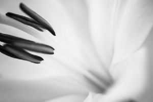 "St Joseph's Lily #18"