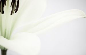 "St Joseph's Lily"