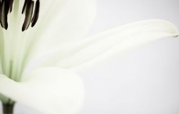 "St Joseph's Lily"