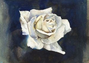 "White Rose"