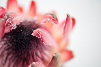 "Protea #2"