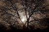 "Kruger Park Sunset (Sepia)"