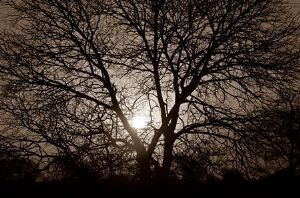 "Kruger Park Sunset (Sepia)"