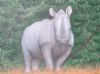 "Rhino"