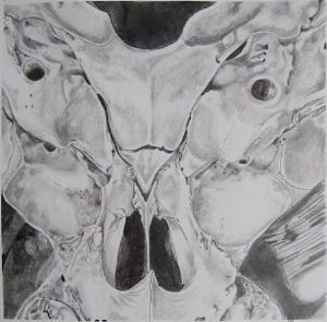 "Juvenile Baboon Skull 4"