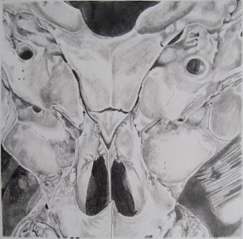 "Juvenile Baboon Skull 4"