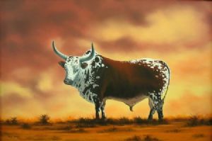 "Nguni Bull"