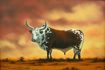 "Nguni Bull"