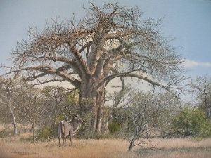 "Nwanedi Baobab"