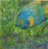"Queen Angelfish"