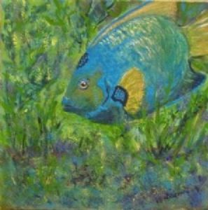 "Queen Angelfish"