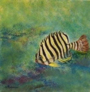 "Pygmy Angelfish"