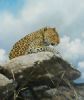 "Leopard's Rock"