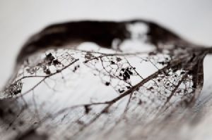 "Leaf Skeleton #12"