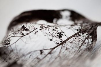 "Leaf Skeleton #12"