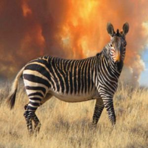 "Cape Mountain Zebra"