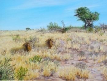 "Lions - A Passing Moment in the Kalahari"