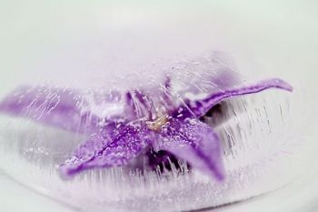 "Frozen #11"