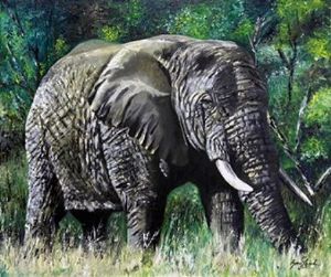 "Old Bull"