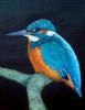"Kingfisher"