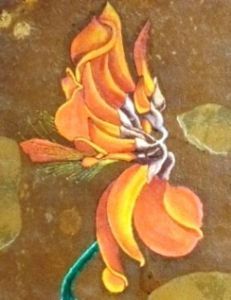 "Coral Tree Flower"