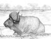"Buffalo"