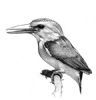 "Pygmy Kingfisher"