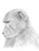 "Young Baboon"