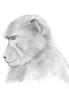 "Young Baboon"