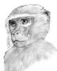 "Vervet Monkey"