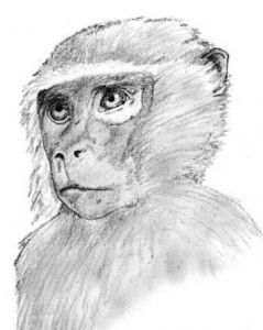 "Vervet Monkey"