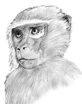 "Vervet Monkey"