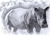 "Frikkie the Rhino"