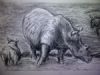 "Rhino and Calf"