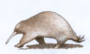 "Attenborough's Long-beaked Echidna"