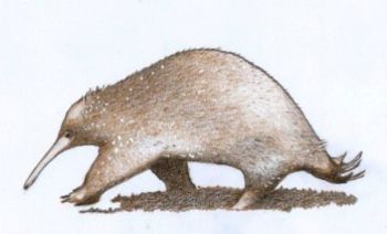 "Attenborough's Long-beaked Echidna"