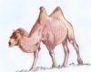 "Bactrian Camel"