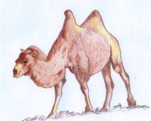 "Bactrian Camel"