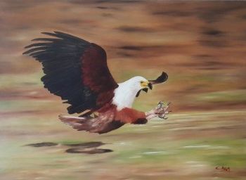 "African Fish Eagle"