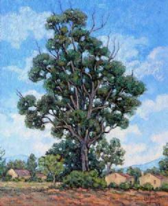 "Blue gum trees"