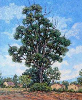 "Blue gum trees"