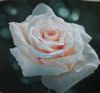 "Regal Rose"