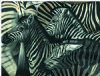 "Waterhole Panic"