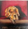 "Juvenile Baboon Skull 28"