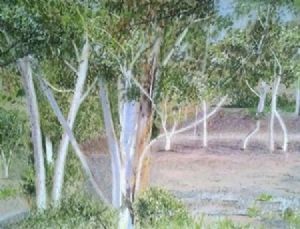 "Bluegums"