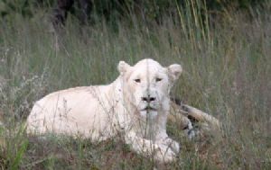 "White Lion"
